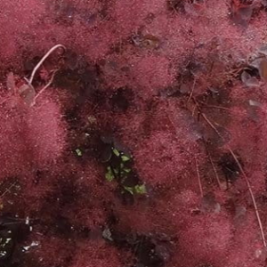 Perukowiec podolski 'Royal Purple'