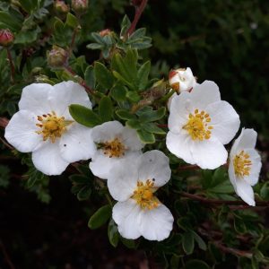 Pięciornik krzewiasty 'Abbotswood'