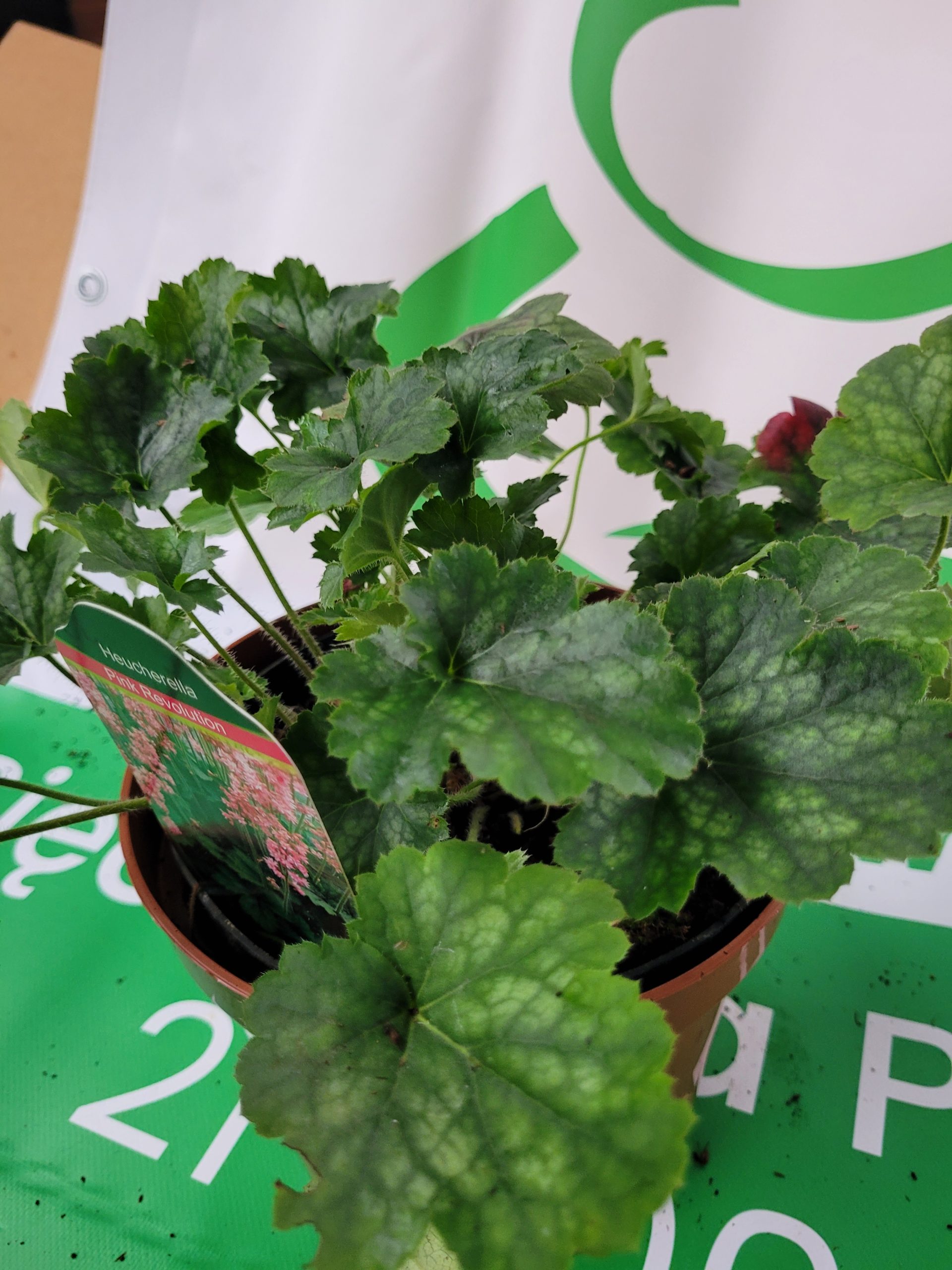 Żurawka 'Pink Revolution' - obrazek 4