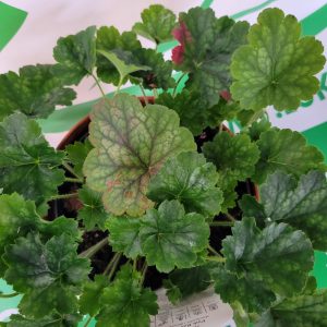 Żurawka 'Pink Revolution'