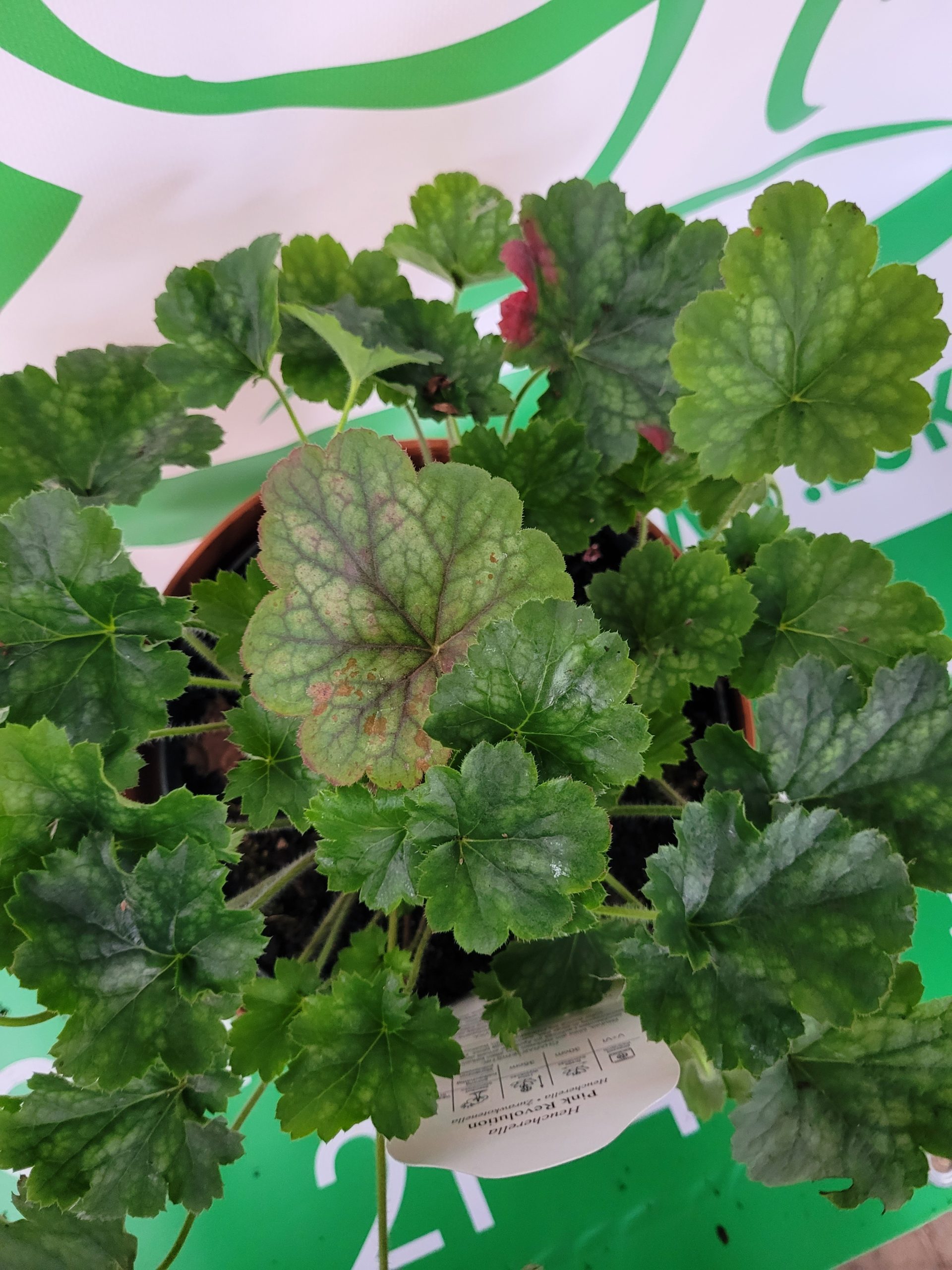 Żurawka 'Pink Revolution'