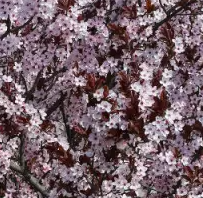 Śliwa wiśniowa 'Pissardii'