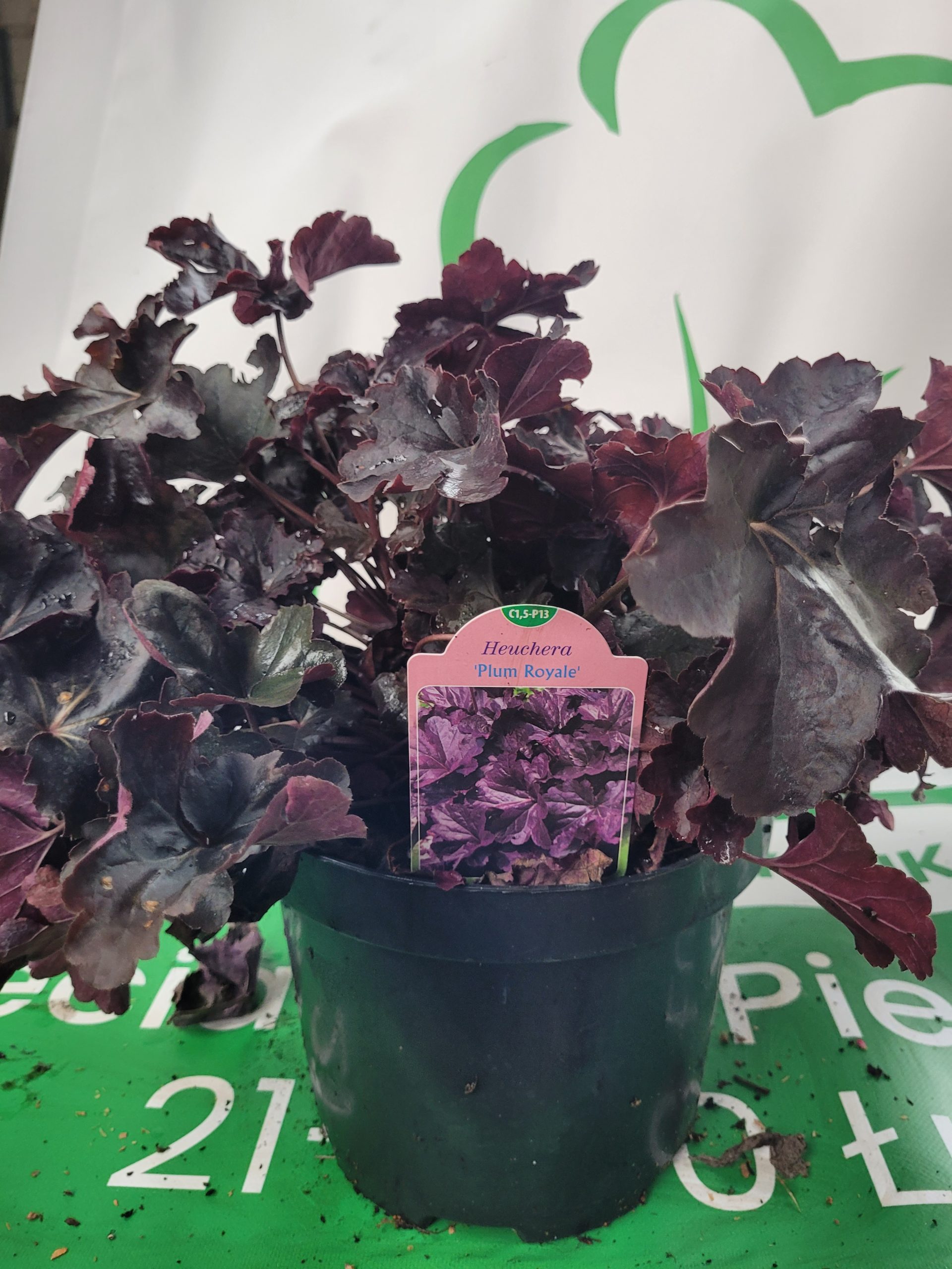 Żurawka 'Plum Royale' - obrazek 2