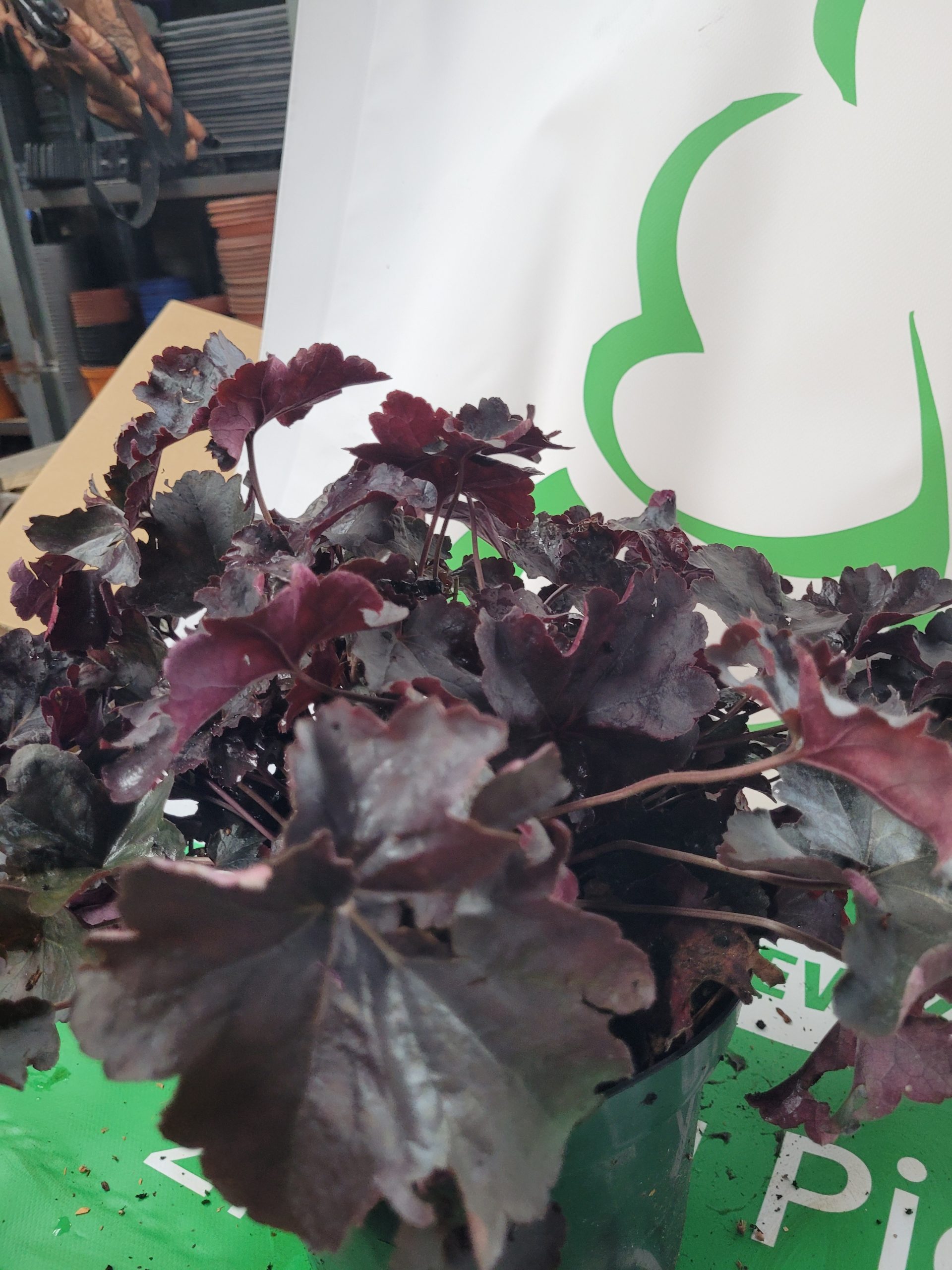 Żurawka 'Plum Royale' - obrazek 3