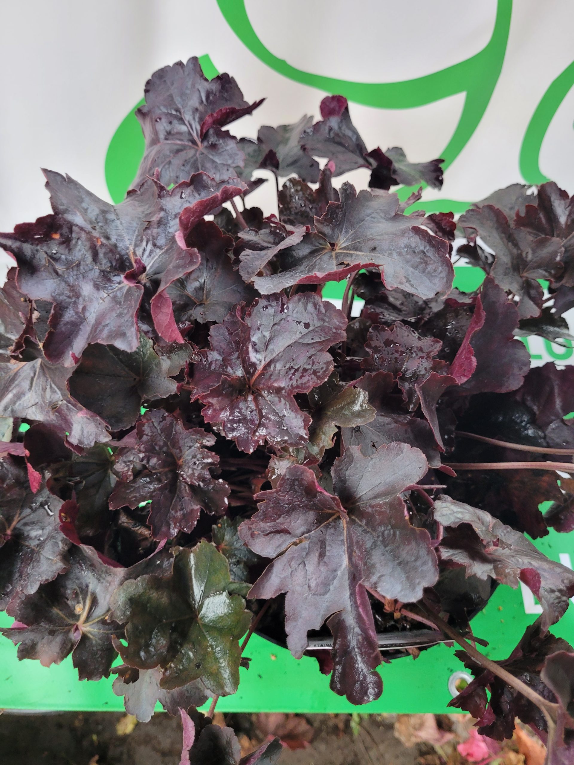 Żurawka 'Plum Royale' - obrazek 4