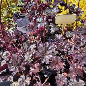 Żurawka 'Plum Royale'