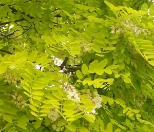 Robinia akacjowa 'Frisia'