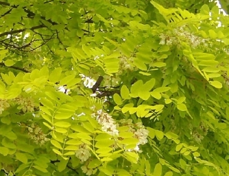 Robinia akacjowa 'Frisia'