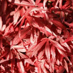 Klon palmowy 'Shaina'