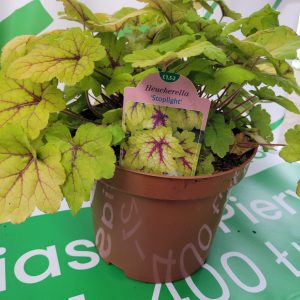 Żurawka 'Stoplight'