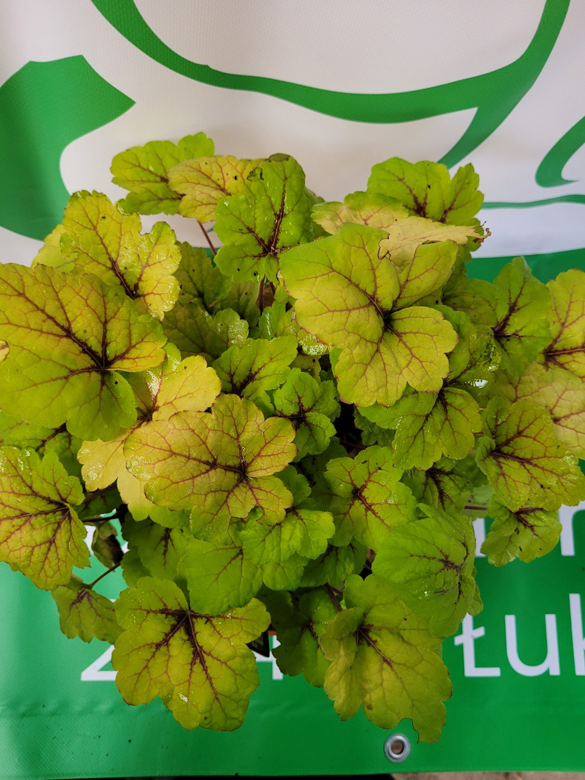 Żurawka 'Stoplight' - obrazek 3