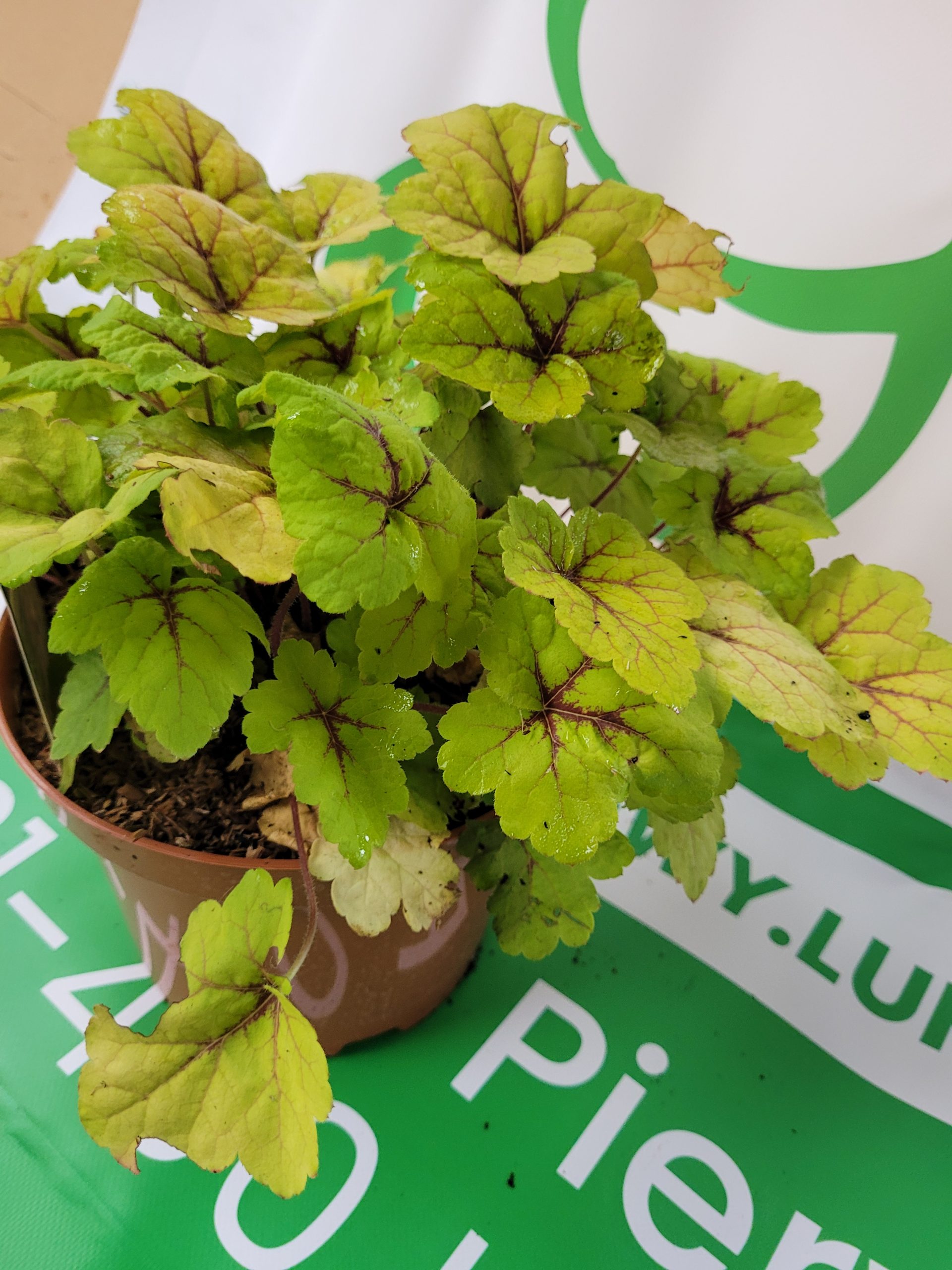 Żurawka 'Stoplight' - obrazek 2