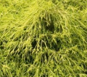 Cyprysik groszkowy 'Sungold'