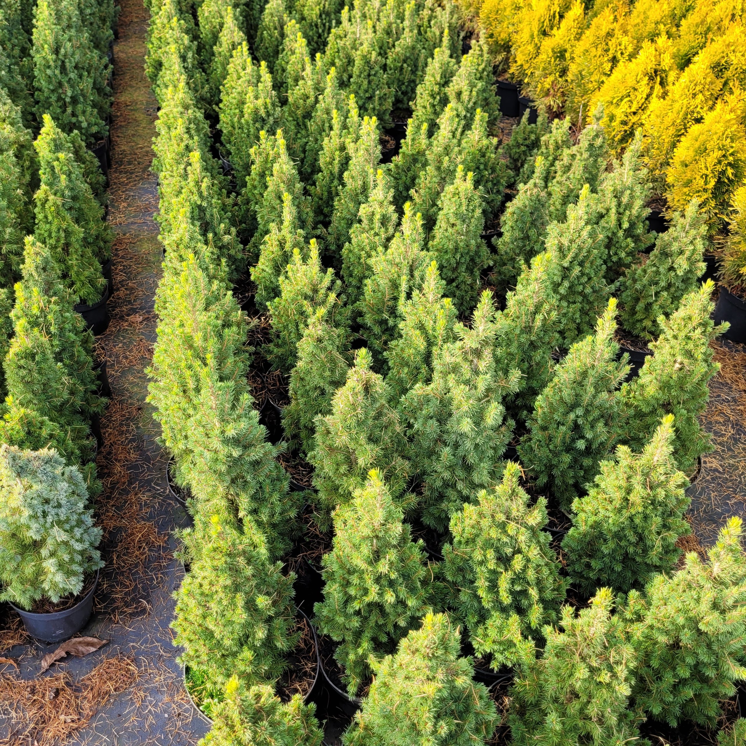 Świerk biały ‘Conica’