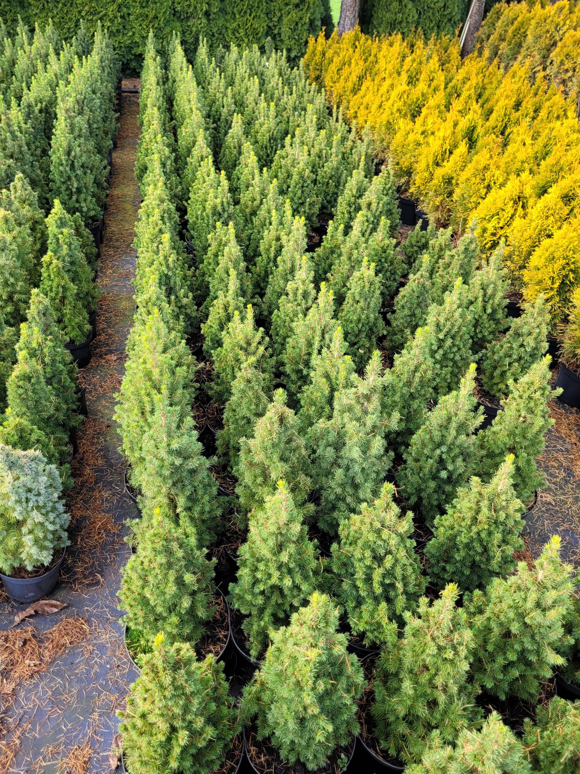 Świerk biały ‘Conica’ - obrazek 4