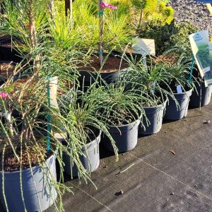 Żywotnik olbrzymi 'Whipcord'