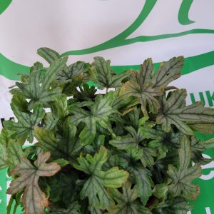 Żurawka 'White Revolution'