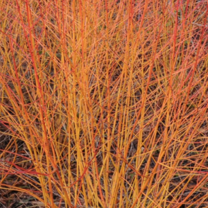 Dereń świdwa 'Anny's Winter Orange'