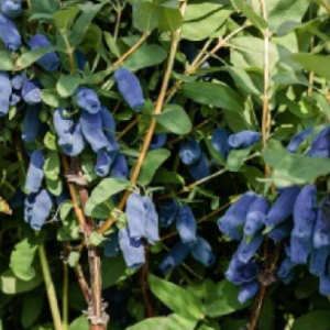 Jagoda kamczacka 'Wojtek'