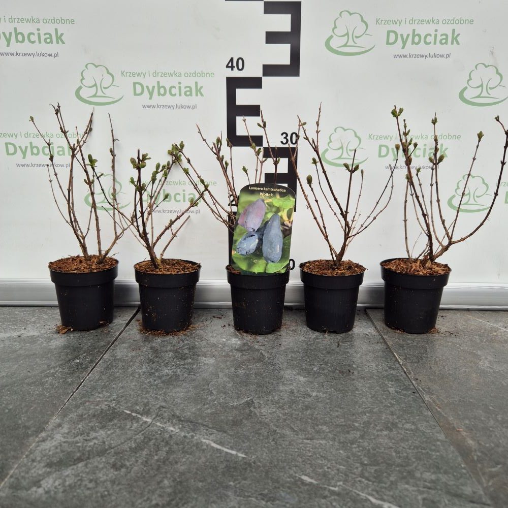 Jagoda kamczacka 'Wojtek' - obrazek 2