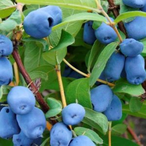 Jagoda kamczacka 'Zojka'