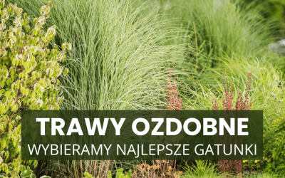 Trawy ozdobne na wiosnę – poradnik po najpiękniejszych gatunkach.