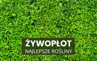 Najlepsze rośliny na żywopłot – sadzenie wczesną wiosną