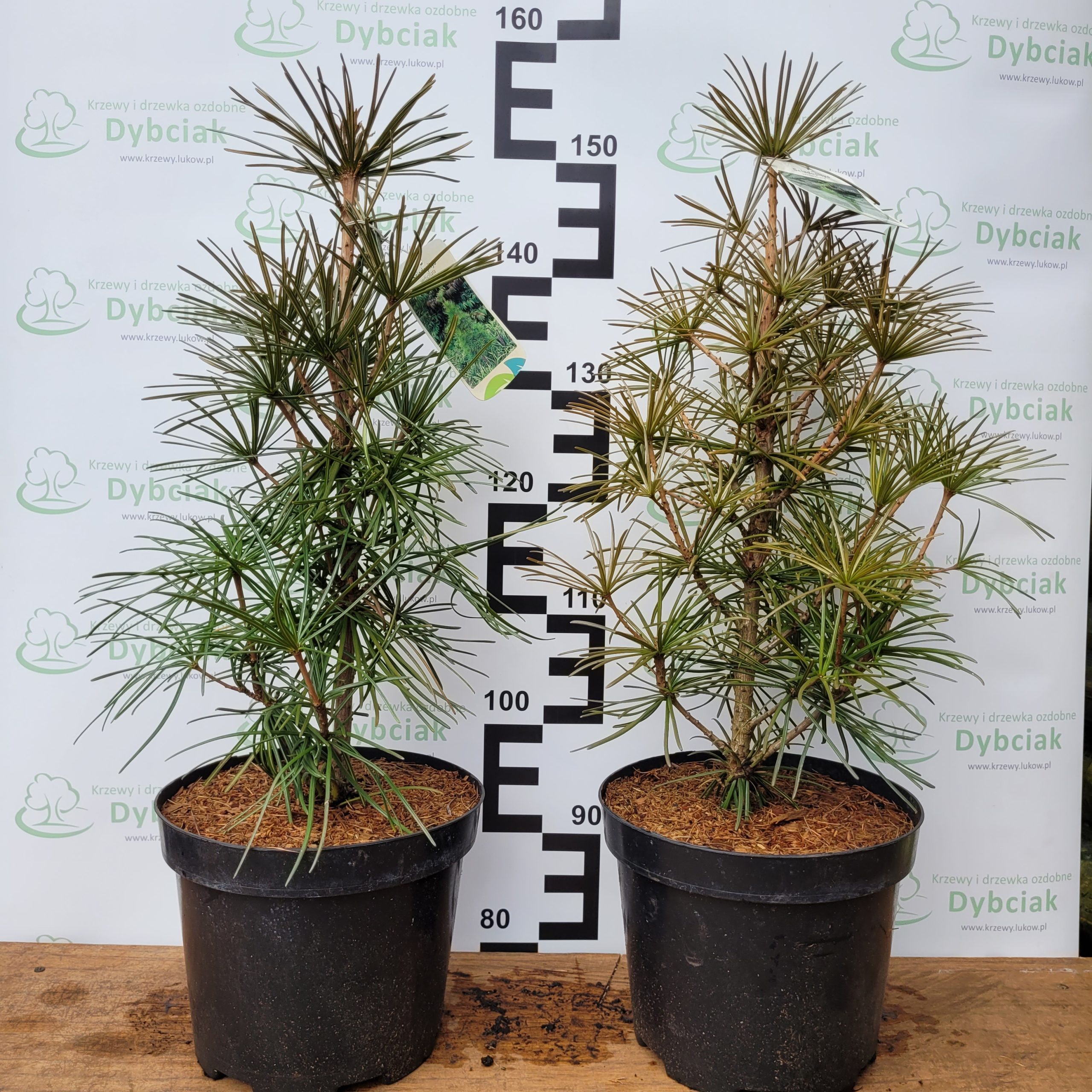 Sośnica japońska - obrazek 2