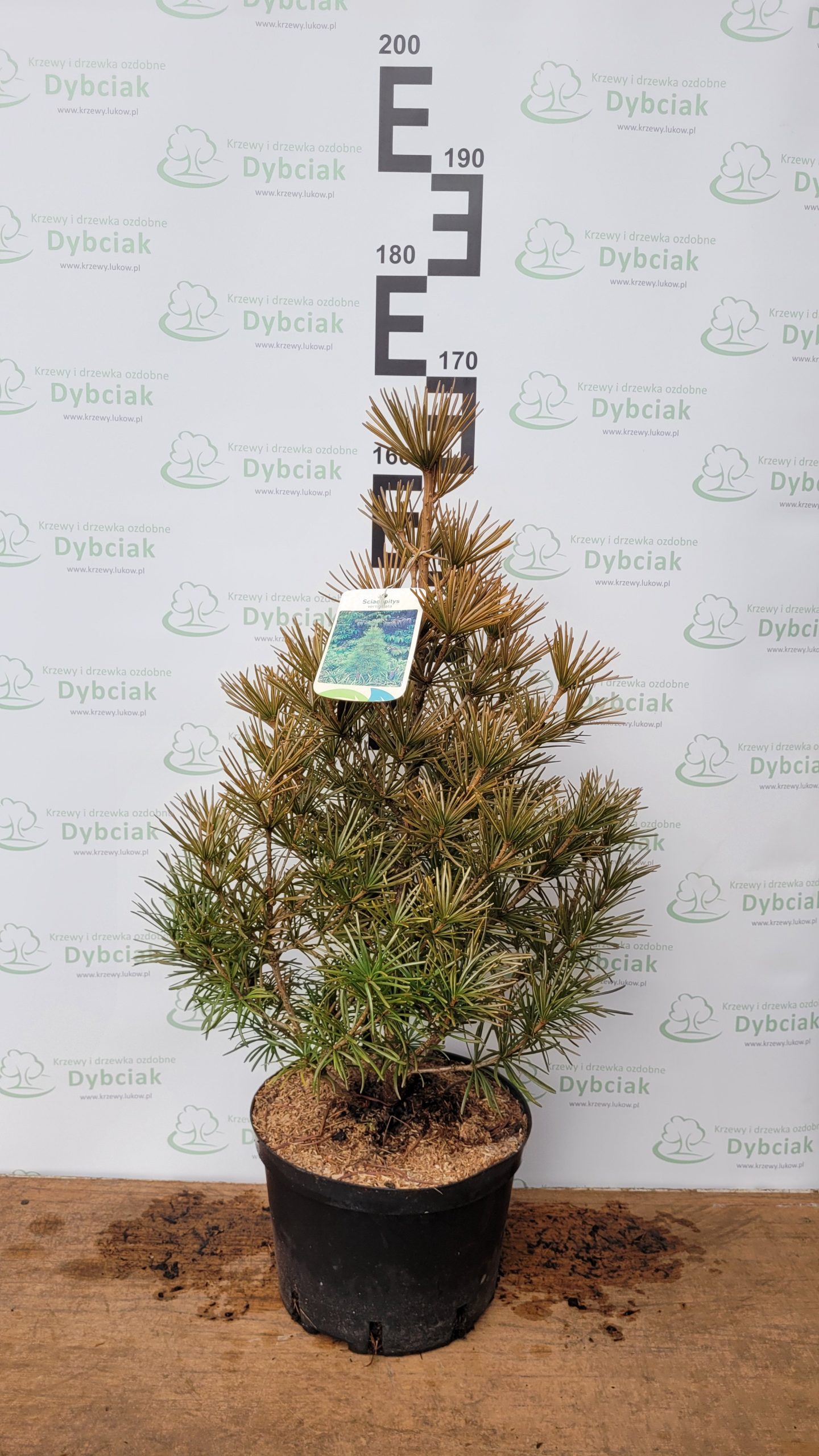 Sośnica japońska - obrazek 3