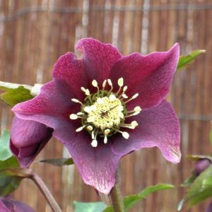 Ciemiernik 'Pretty Ellen Red'