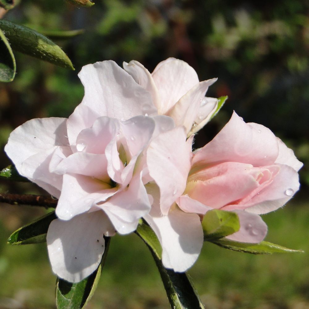 Azalia japońska 'Eliza Hyatt'