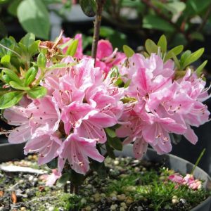 Azalia japońska 'Kermesina Rosé'