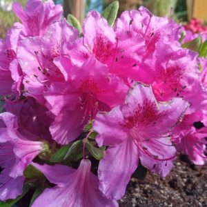 Azalia japońska 'Lilienstein'