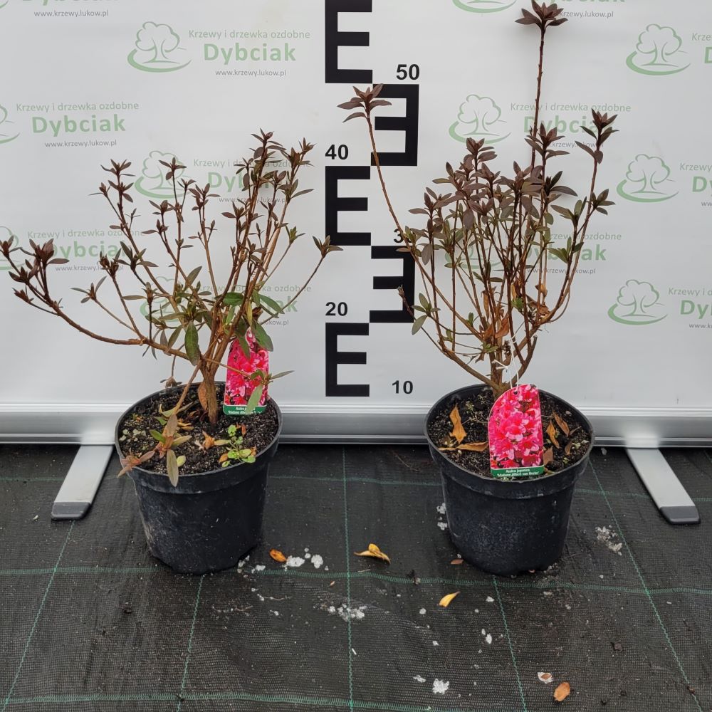 Azalia japońska 'Madame van Hecke' - obrazek 4