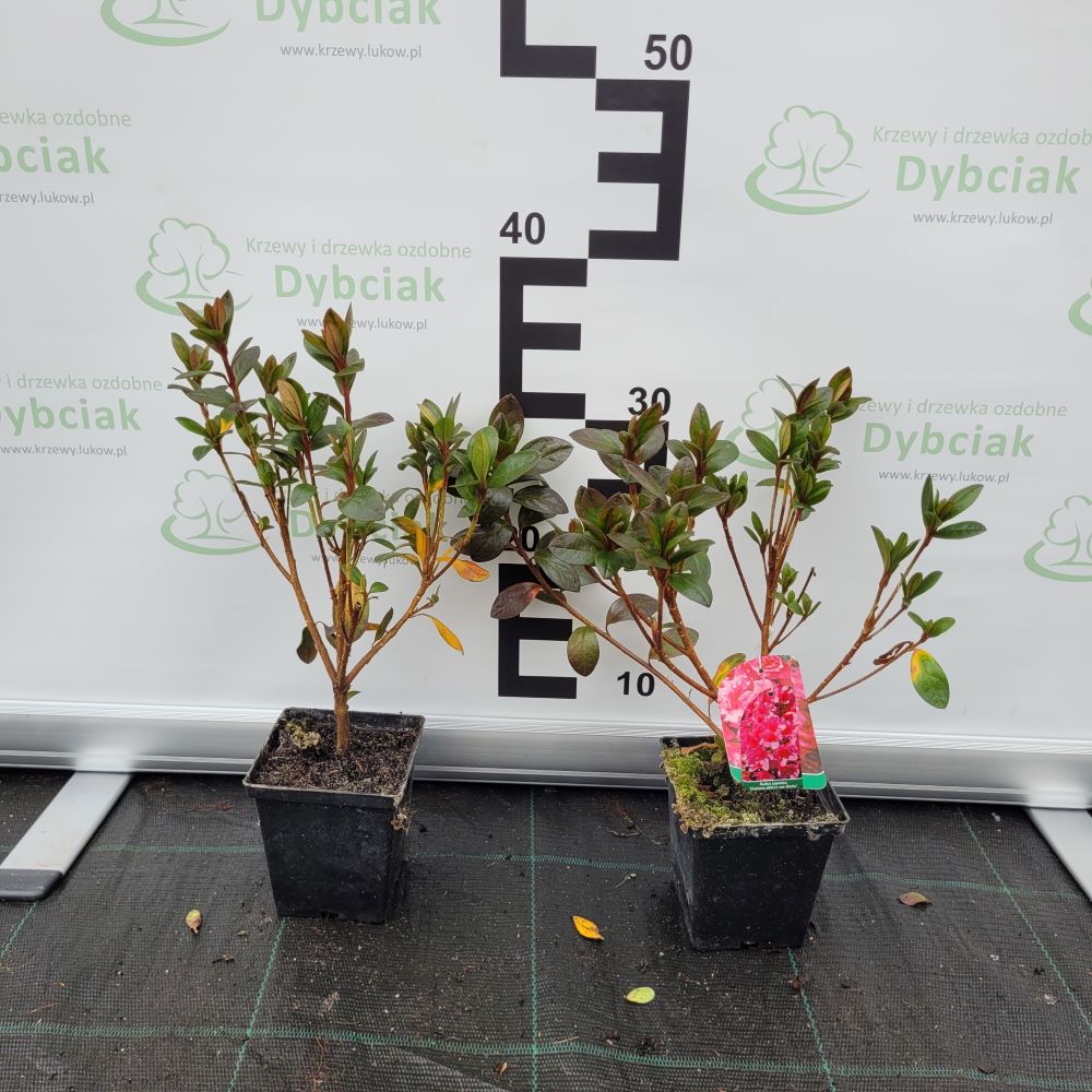 Azalia japońska 'Madame van Hecke' - obrazek 2