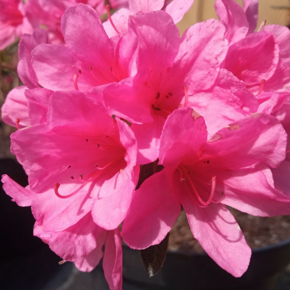 Azalia japońska 'Madame van Hecke'