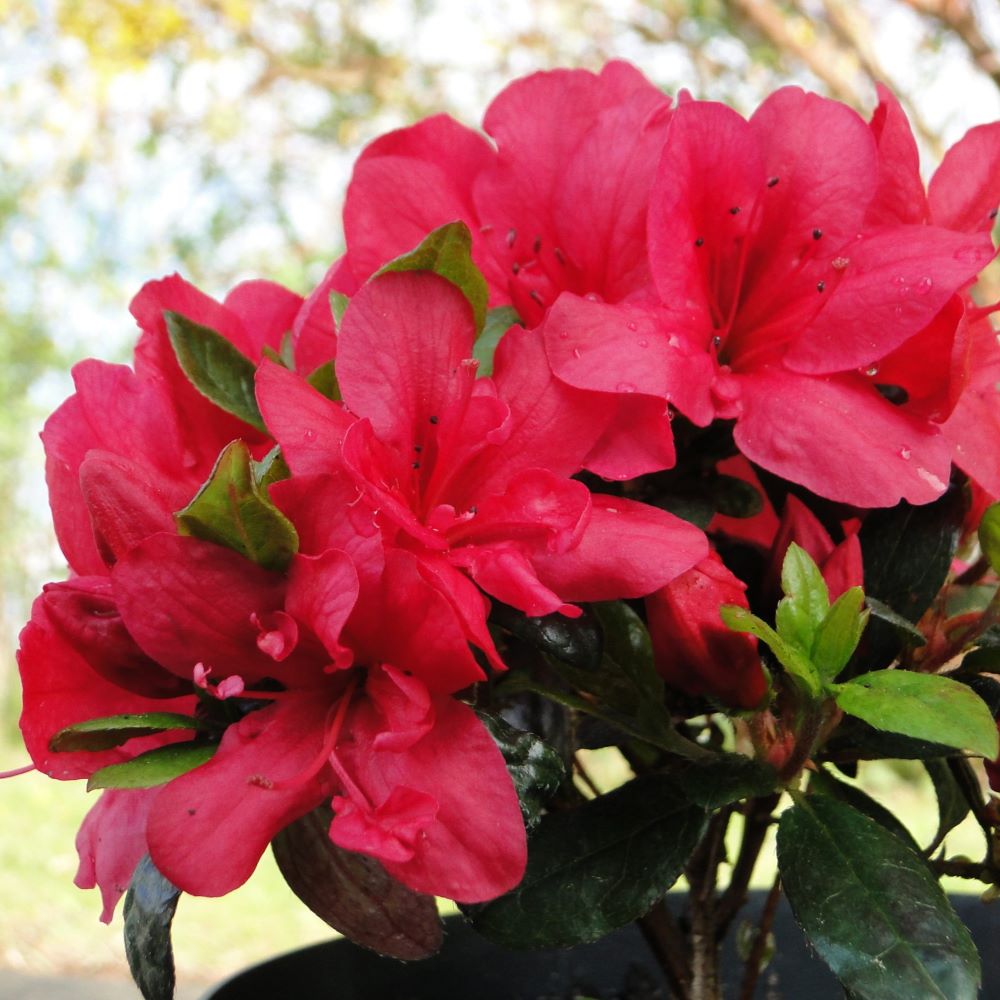 Azalia japońska 'Maruschka' - obrazek 3