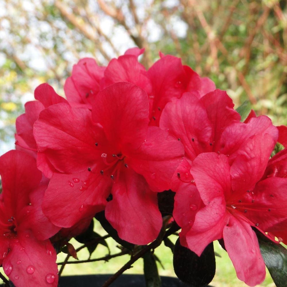 Azalia japońska 'Maruschka'