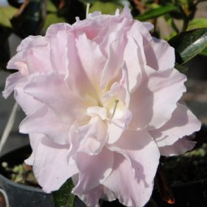 Azalia japońska 'Nancy Dippel'