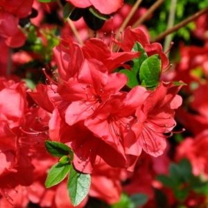 Azalia japońska 'Muttertag'