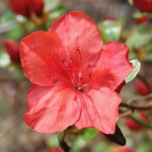 Azalia japońska 'Nordlicht'