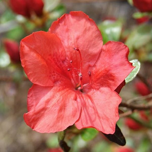 Azalia japońska 'Nordlicht'