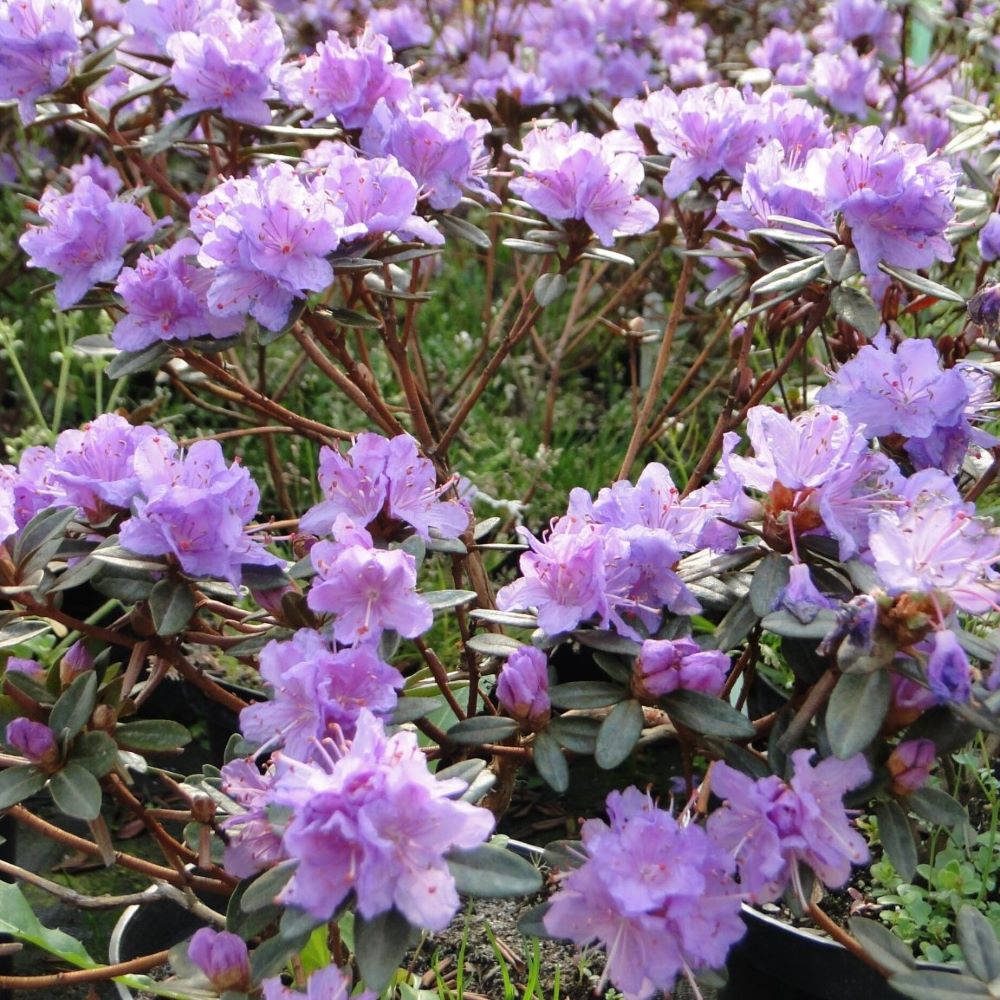 Azalia japońska 'Ramapo' - obrazek 2