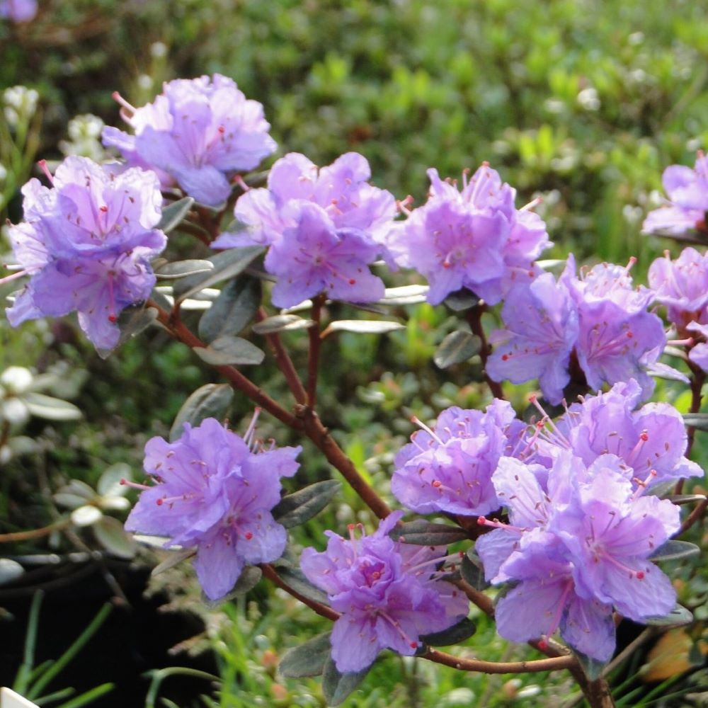 Azalia japońska 'Ramapo'