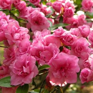 Azalia japońska 'Rosebud'