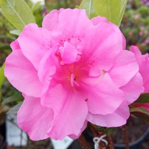 Azalia japońska 'Rosinetta'