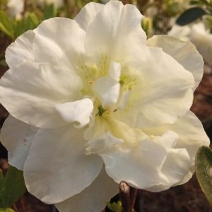 Azalia japońska 'Schneeperle'