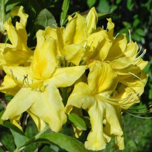 Azalia Wielkokwiatowa 'Anneke'