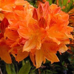 Azalia Wielkokwiatowa 'Apricot'