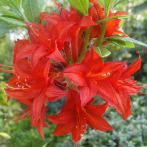 Azalia Wielkokwiatowa 'Crosswater Red'